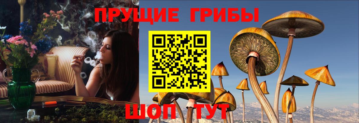 Псилоцибиновые грибы GOLDEN TEACHER  Вход с VPN  Верхняя Пышма 
